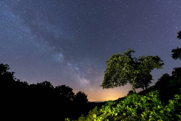 Silhueta Árvore Escura Contra Céu Estrelado Incrível Vista Láctea — Fotografia de Stock