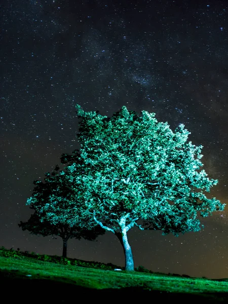 tree growing on lawn, night view