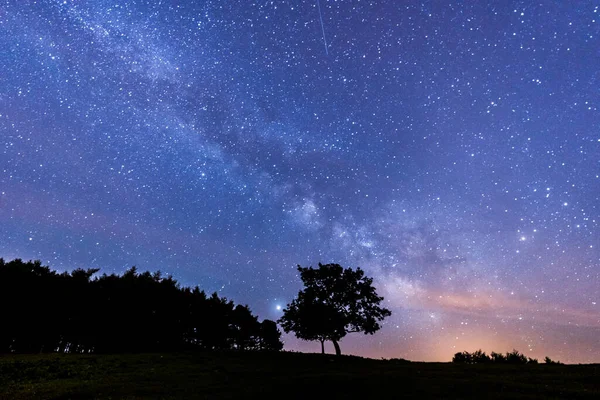 Silhueta Árvore Escura Contra Céu Estrelado Incrível Vista Láctea — Fotografia de Stock