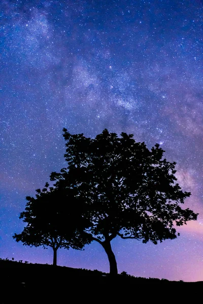 Silhouette Von Dunklem Baum Gegen Sternenhimmel Atemberaubende Milchstraßensicht — Stockfoto