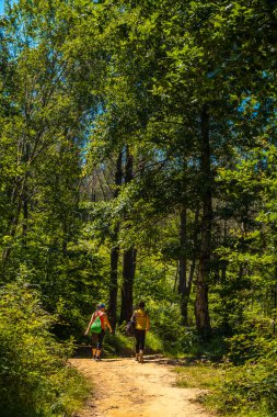 İspanya 'da yaz ormanlarında yürüyen mutlu kadınlar
