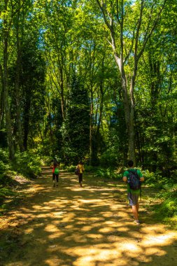 people walking in summer forest, Guipuzcoa, Basque Country, Spain clipart