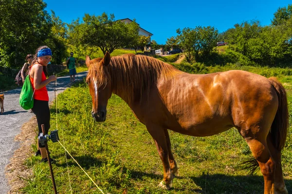 Vrouw Zoek Naar Paard Outdoor — Stockfoto