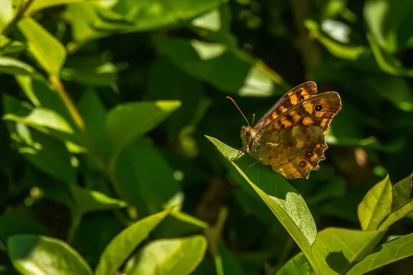 Yaprakların Üzerindeki Güzel Kelebek — Stok fotoğraf