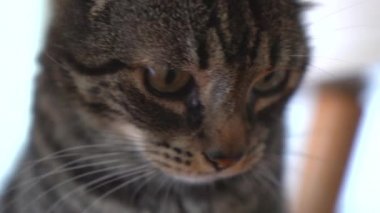 Güzel gri tekir kedi