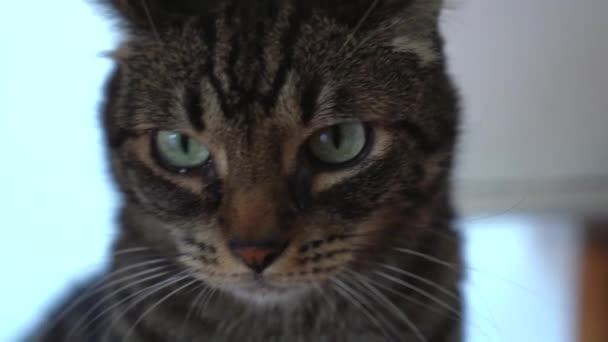 Красива Сіра Таббі Кішка — стокове відео