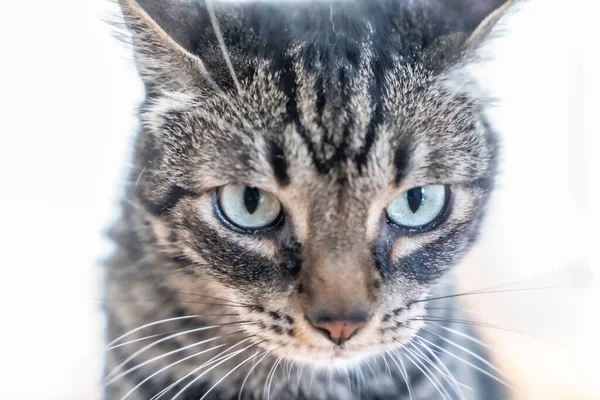 Impresionante Look Gato Doméstico Gris Blanco Con Ojos Azules Encima —  Fotos de Stock