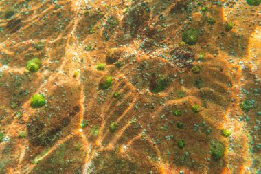 San Sebastin, Gipuzkoa 'ya çok yakın Zarautz kasabasında güzel bir deniz yatağına dalmak. Bask Ülkesi. Deniz tabanındaki kayalıklardaki yeşil deniz fenerlerinin ayrıntıları