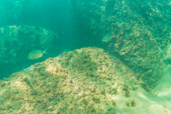 Diving Beautiful Seabed Town Zarautz Very Close San Sebastin Gipuzkoa — ストック写真