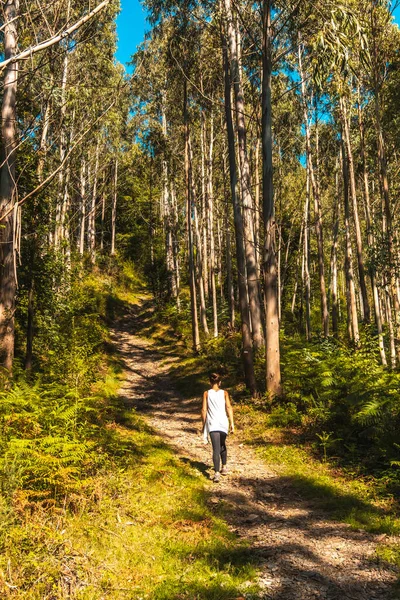 Nainen Kävelee Metsässä Aurinkoisena Päivänä Takanäkymä — kuvapankkivalokuva