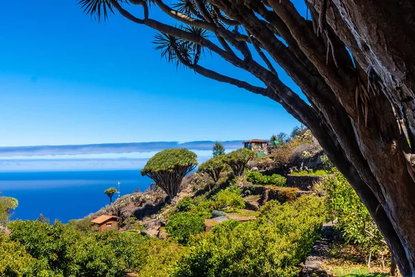 Sendero Las Tricias Sus Hermosos Dragones Localidad Garafia Norte Isla — Foto de Stock