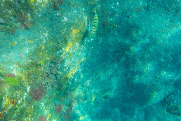 Vacker Havsbotten Stranden Charco Verde Palma Sommaren Kanarieöarna Spanien — Stockfoto