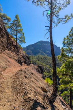 La Cumbrecita 'nın tepesine doğru yürüyen genç bir adam Caldera de Taburiente' nin yanında, La Palma Adası, Kanarya Adaları, İspanya