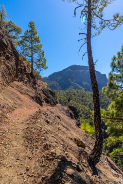 La Cumbrecita 'nın tepesine doğru yürüyen genç bir adam Caldera de Taburiente' nin yanında, La Palma Adası, Kanarya Adaları, İspanya