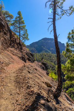 La Cumbrecita 'nın tepesine doğru yürüyen genç bir adam Caldera de Taburiente' nin yanında, La Palma Adası, Kanarya Adaları, İspanya
