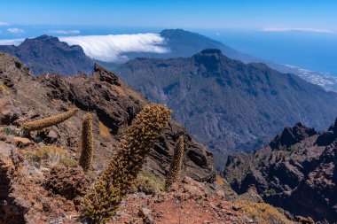 Caldera de Taburiente, La Palma, Kanarya Adaları 'ndaki Roque de los Muchachos tepesine giden yolda değerli bitkiler var. İspanya