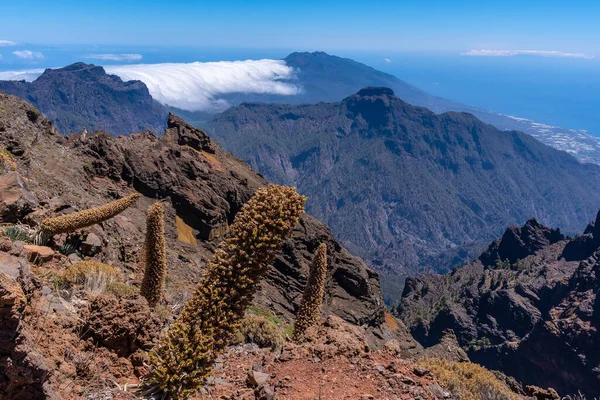 Caldera Taburente Palma Canary Islandsの上にあるRoque Los Muchachosの頂上までのトレイル上の貴重な植物 スペイン — ストック写真