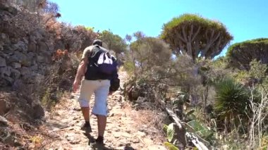 Las Tricias yolunda dev ejderha ağaçlarının arasında yürüyen genç bir adam. Garafia kasabası, La Palma adasının kuzeyinde, Kanarya Adaları.