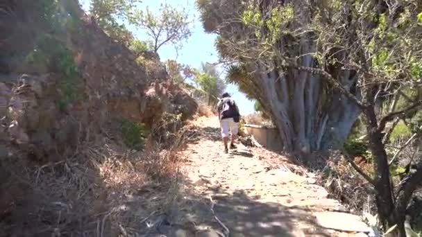 Joven Caminando Entre Dragones Gigantes Sendero Las Tricias Ciudad Garafia — Vídeos de Stock