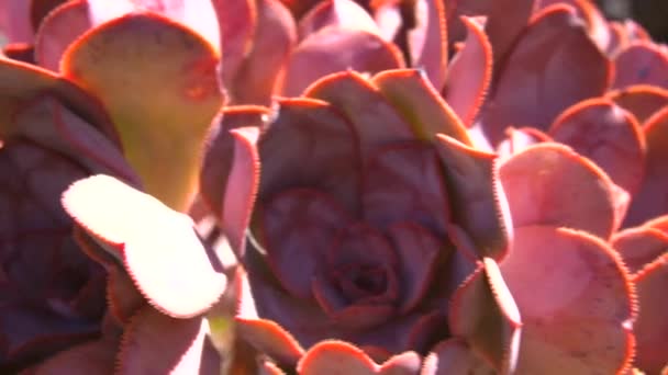 Flores Rosas Pedra Preta Entre Árvores Dragão Gigantes Trilha Las — Vídeo de Stock