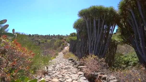 在Las Tricias小径上的巨龙树间漫步 加那利群岛拉帕尔马岛北部的Garafia镇 — 图库视频影像