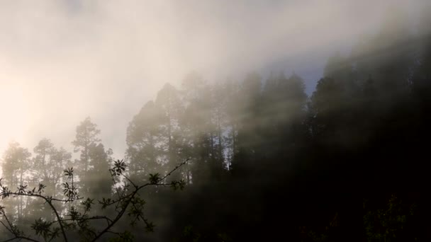 Orange Sunset Misty Forest Sun Nuts Pines Island Palma — Stock Video