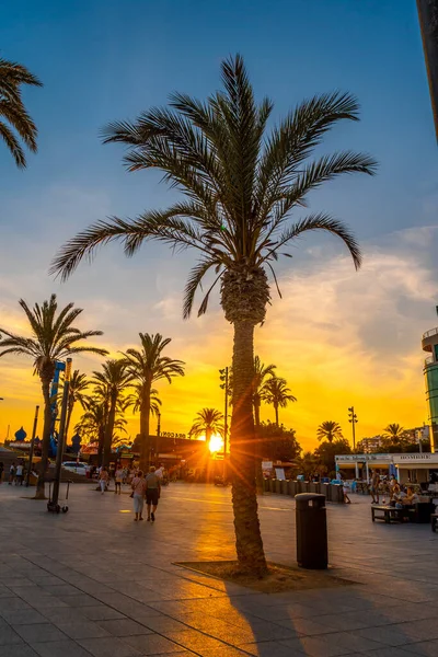 Promenade Avec Palmiers Coucher Soleil Dans Ville Côtière Torrevieja Alicante — Photo