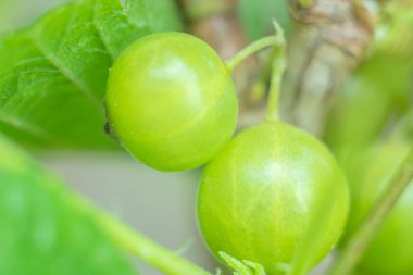 Çiçeklerden arındırılmış, frenk üzümlü yeşil bir arka plan. Sebze yetiştirmek, tarım kavramı. Ekolojik hasat. Yaz, bahar mevsimi konsepti. Doğa soyut.