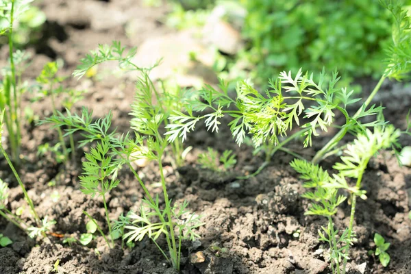 Close up of carrots in raised garden bed. Cultivating of vegetables, agriculture concept. Gardening in the spring or summer season. Ecological harvesting.