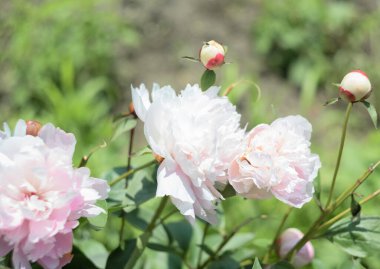 Çiçek arkaplanı ve yaz bahçesinde çözülmüş pembe şakayıklar. Yaz, çiçek mevsimi konsepti. Çiçek doğası geçmişi, kartı. 