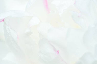 Soyut beyaz çiçek arka planı. Beyaz şakayık yapraklarının görüntüsünü kapat. Taç yaprağı dokusunun makrosu. Yumuşak odaklı rüya gibi bir görüntü. Güzellik konsepti. Fotokopi alanı olan pankart. Davetiye, tebrik kartı..