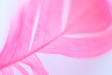 Bulanık pembe tüylü, odaklanmış olmayan soyut bir arka plan. Görüntüyü kapat. Yumuşak odaklı rüya gibi bir görüntü. Fotokopi alanı olan düz konum biçimi. Kart, defter kapağı.