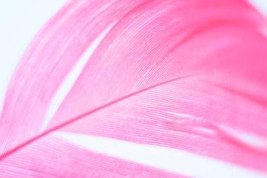 Bulanık pembe tüylü, odaklanmış olmayan soyut bir arka plan. Görüntüyü kapat. Yumuşak odaklı rüya gibi bir görüntü. Fotokopi alanı olan düz konum biçimi. Kart, defter kapağı.