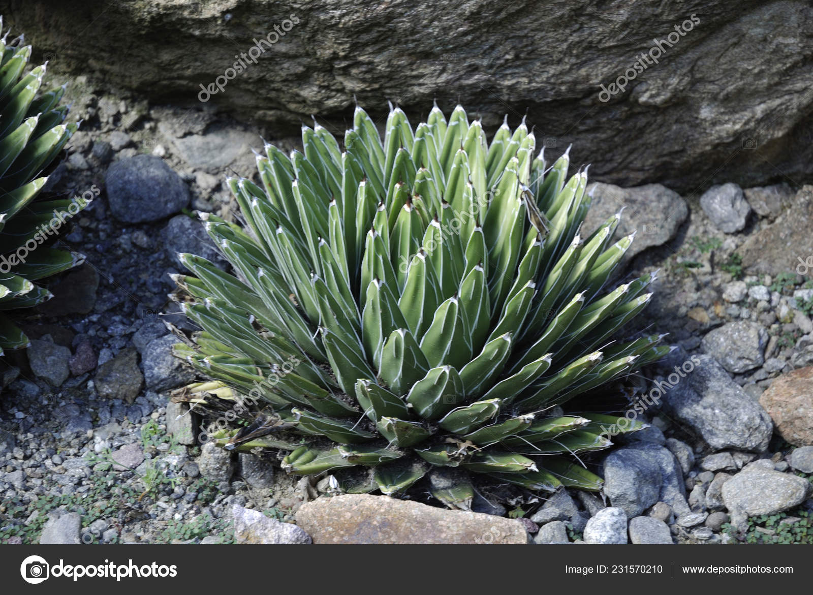 Agave Victoriae Reginae Botanical Garden Castle Trauttmansdorff