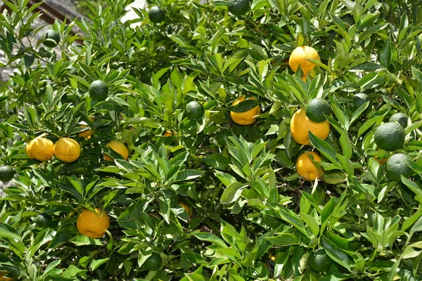 Citrus fruits in the lemon greenhouse in Limone sul Garda on Lake Garda - Italy.