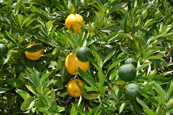 Citrus fruits in the lemon greenhouse in Limone sul Garda on Lake Garda - Italy.