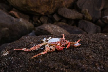 taş üzerinde ölü kırmızı yengeç