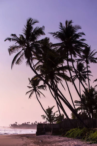 Kokospalmen bij zonsondergang — Stockfoto