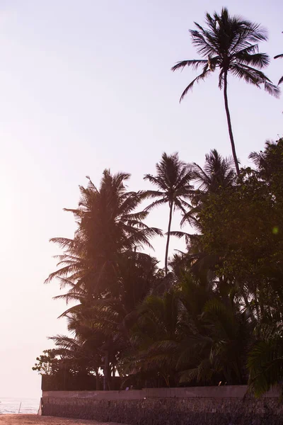 椰子树 免版税图库照片