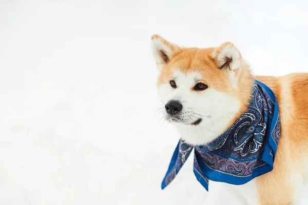 Pes Akita Inu Sníh Červená Akita Inu Pes Hraje Sněhu — Stock fotografie