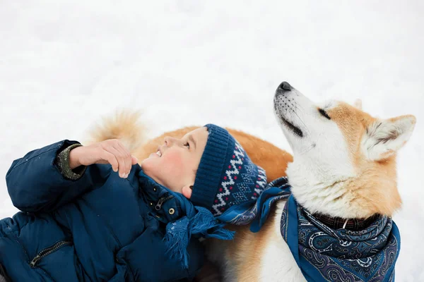 Akita Inu Köpekle Oynamayı Beyaz Kar Kış Gün Çalışan Noel — Stok fotoğraf