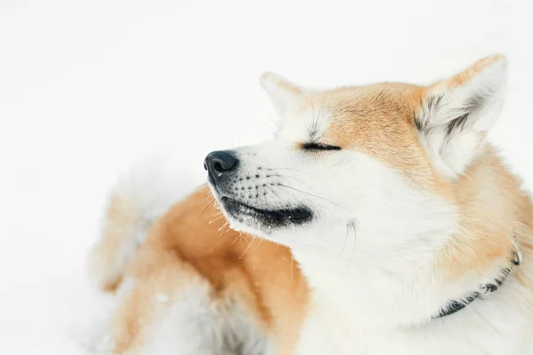 Perro Akita Inu Nieve Red Akita Inu Perro Jugando Nieve —  Fotos de Stock