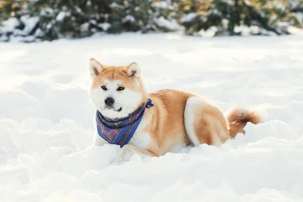 Kar, köpek akita Inu. Karda oynayan kırmızı Akita Inu köpek.
