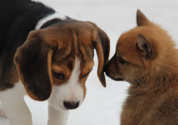 Bir köpek yavrusu diğerinin kulağına bir şeyler fısıldar.