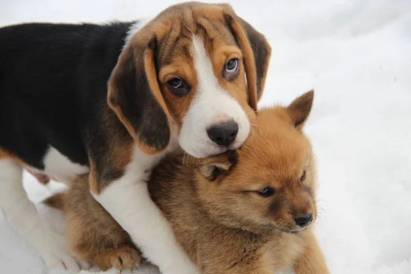 Sokakta oynayan iki köpek yavrusu