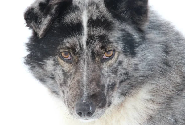 Perro Peludo Con Una Mirada Penetrante — Foto de Stock