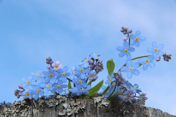 Beautiful blue flowers against the sky