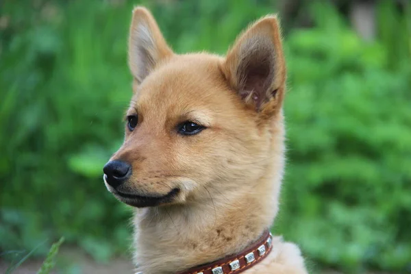 Portrait Eines Sehr Süßen Finnish Husky Welpen — Stockfoto