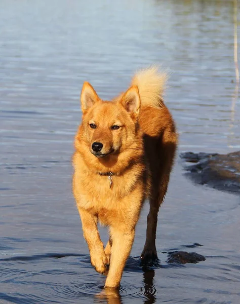 水の上を歩くとてもかわいいゴールデンハスキー — ストック写真