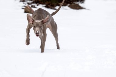Karda dişi yetişkin weimaraner.